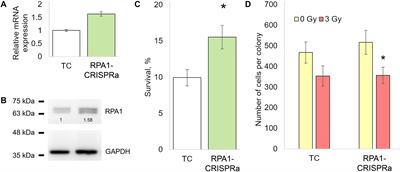 Radioresistance, DNA Damage and DNA Repair in Cells With Moderate Overexpression of RPA1